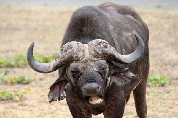 Cape Buffalo